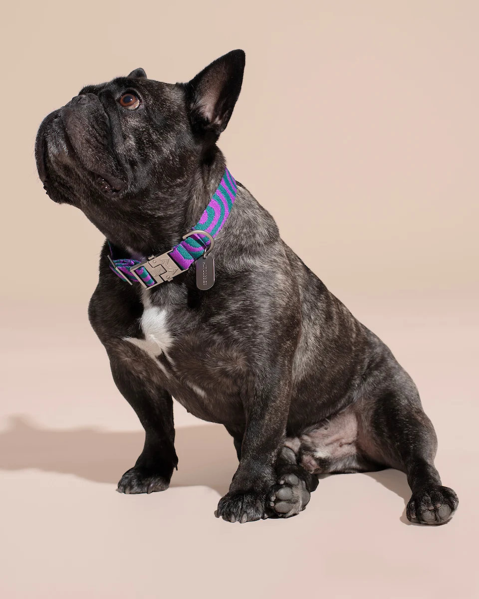 HOT DOGGIES® Halsband LOLA GROOVE Gr. XS