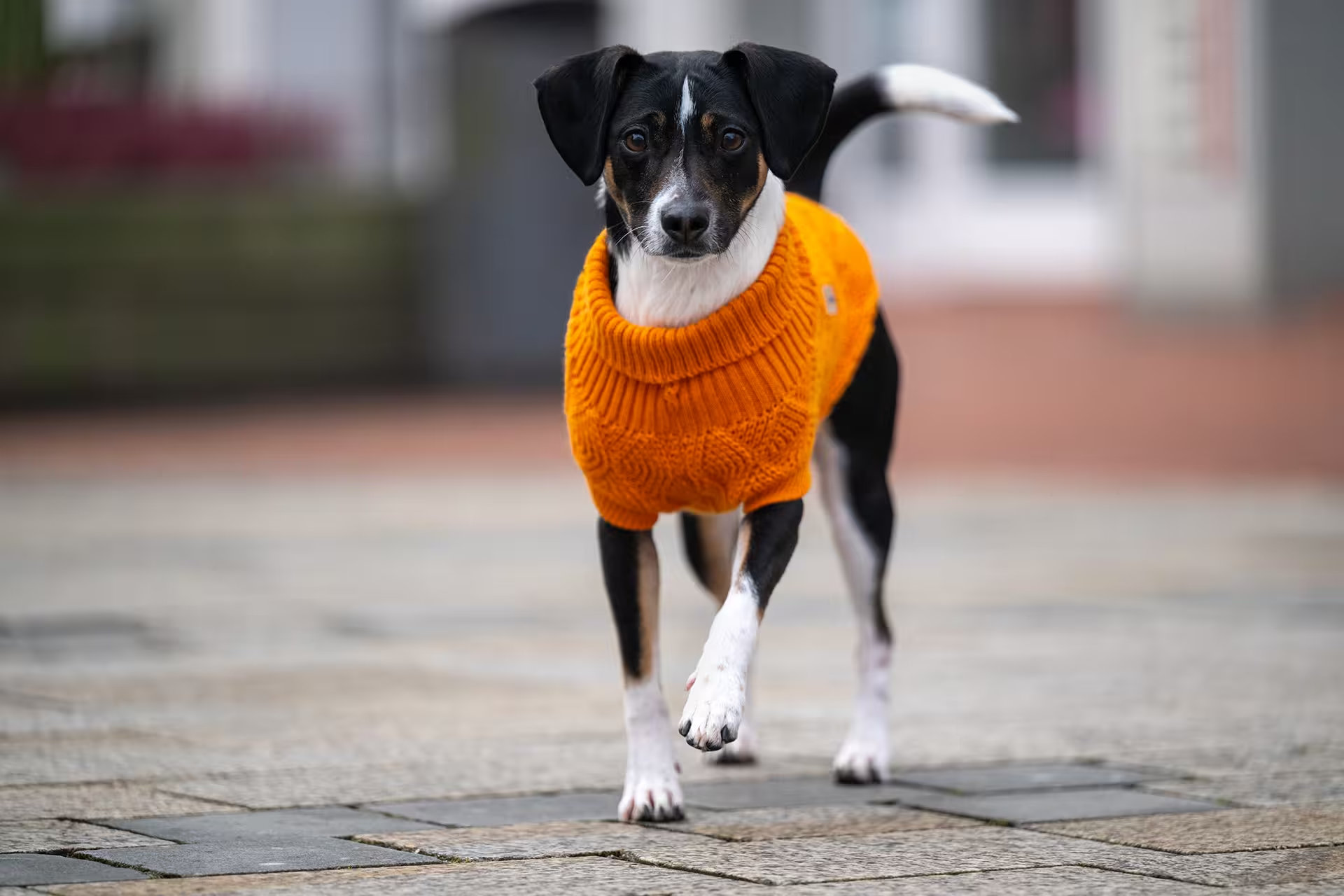 WOLTERS Strickpullover Diamond fancy orange Gr. 20