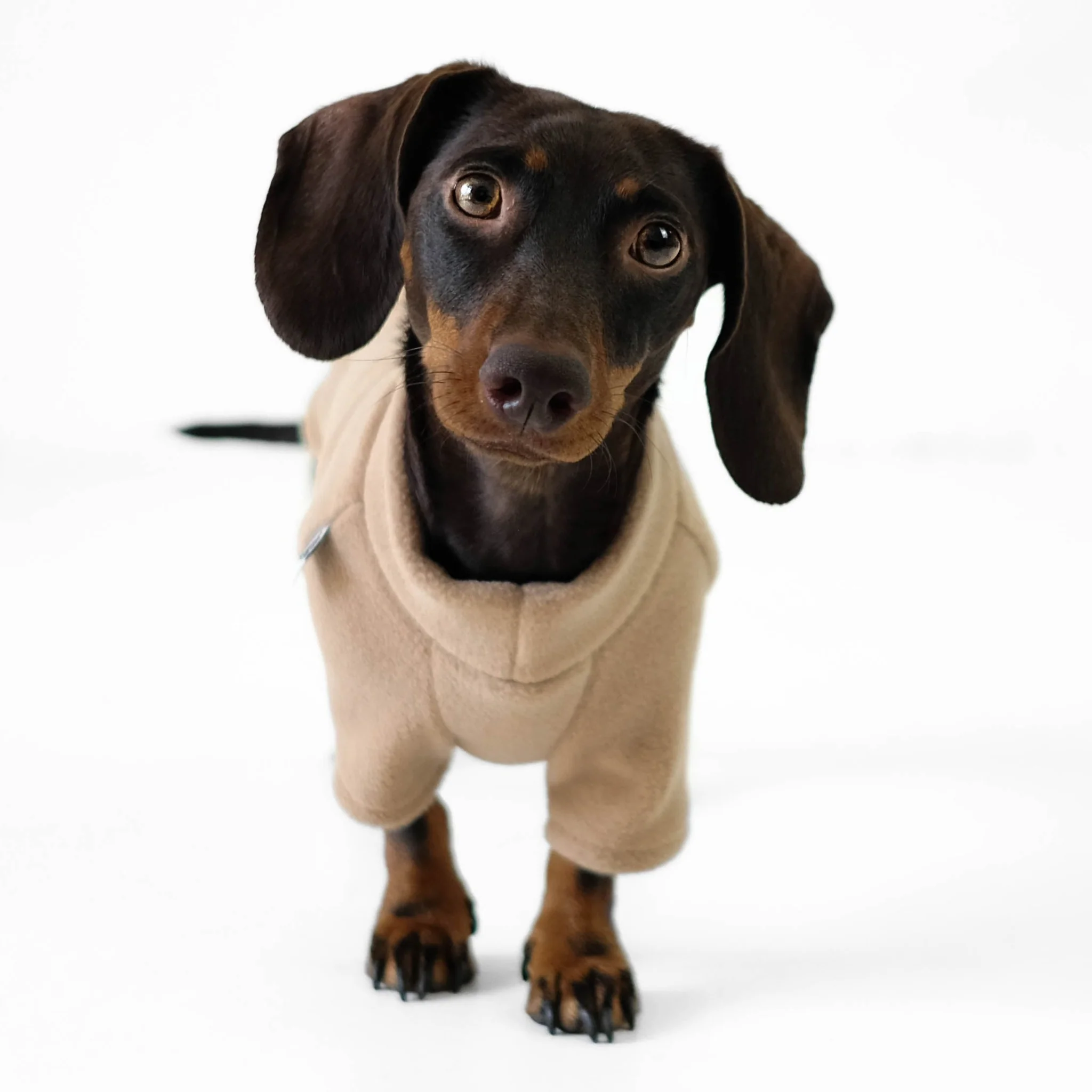 Pullover Dackel Camel