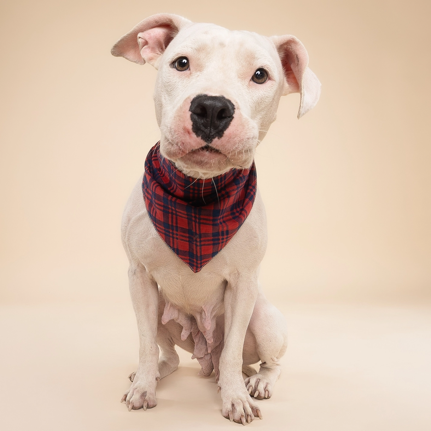 Hundehalstuch CABIN PLAID