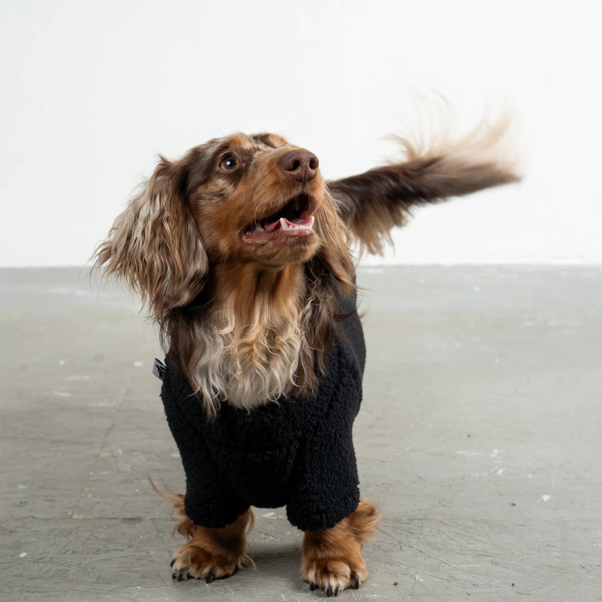Karma Hund Teddy Pullover Dackel Schwarz