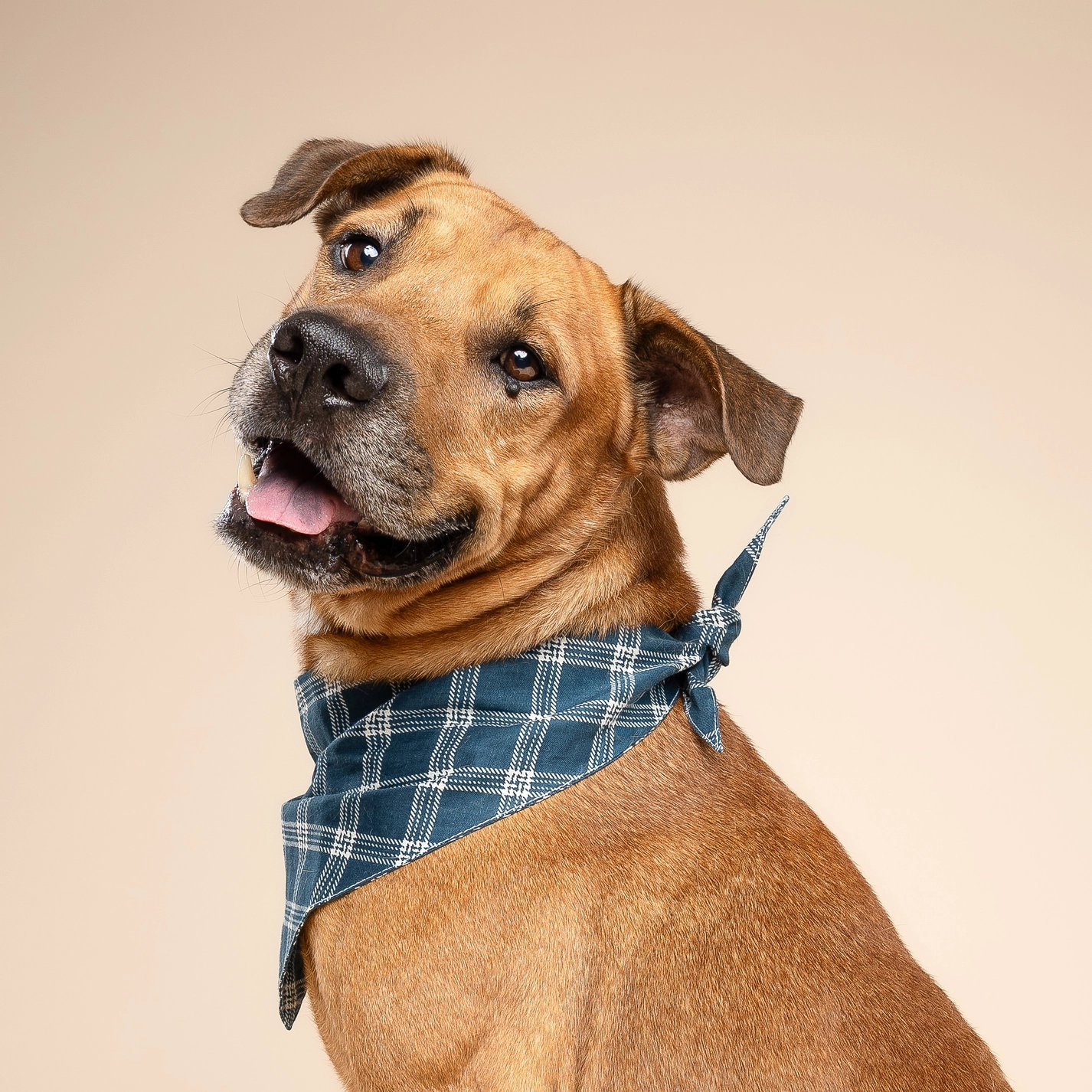 The Paws Hundehalstuch SLATE S