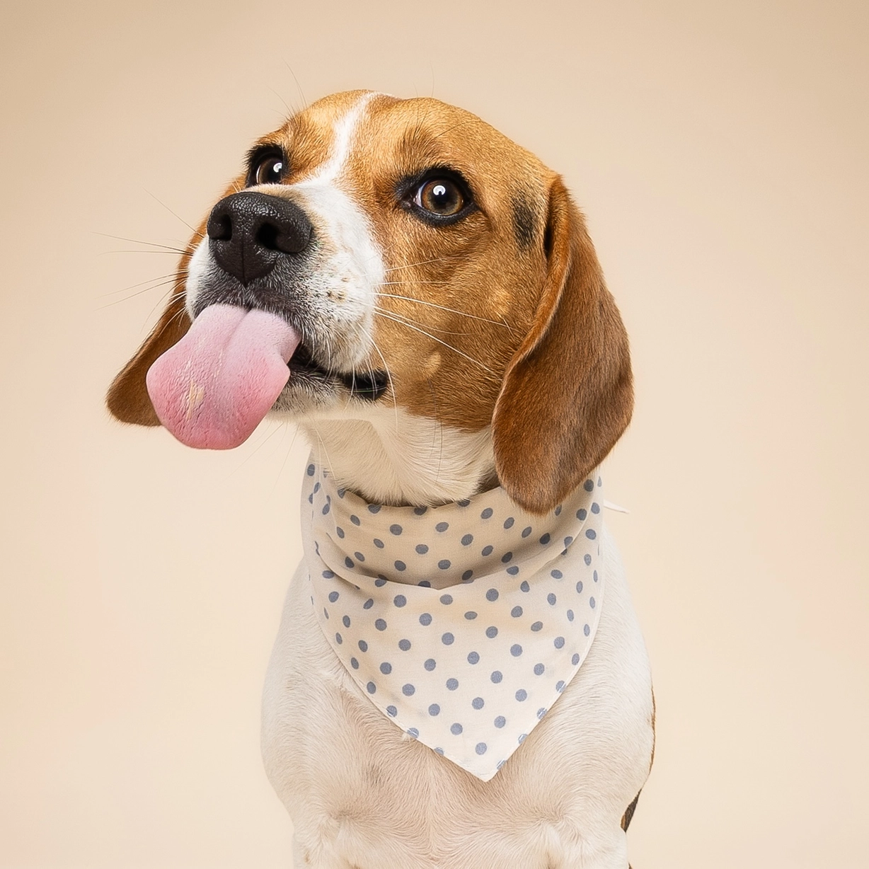 Hundehalstuch POLKA DOTS Blue