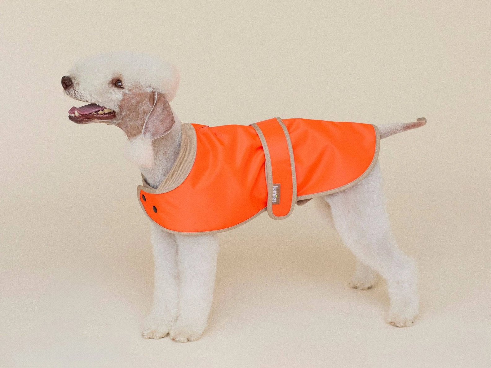 lumiies® Regenmantel THE GLOW RAINCOAT MINI-FIT Neon Tangerine Tiger für kleine Hunderassen & Dackel