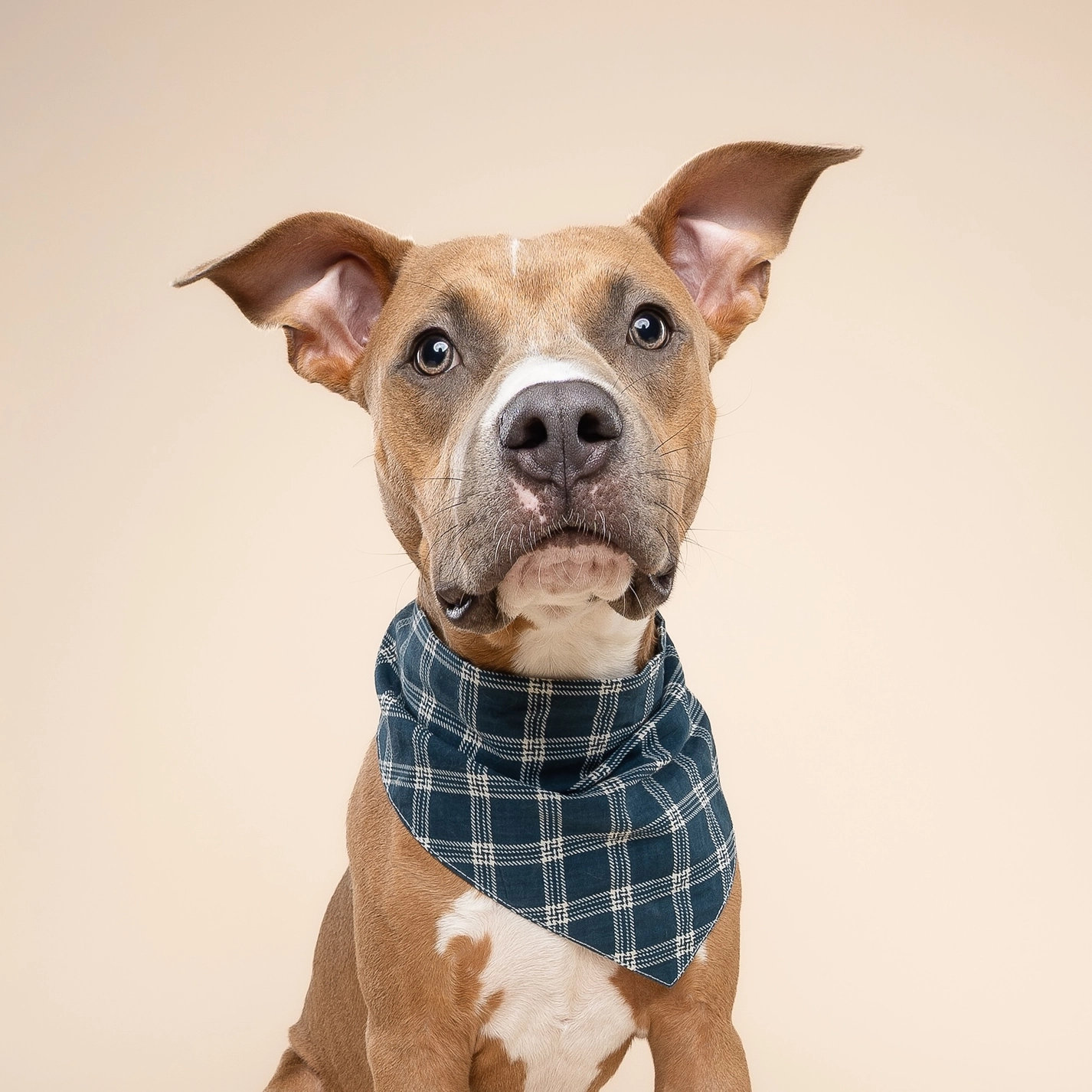 The Paws Hundehalstuch SLATE S