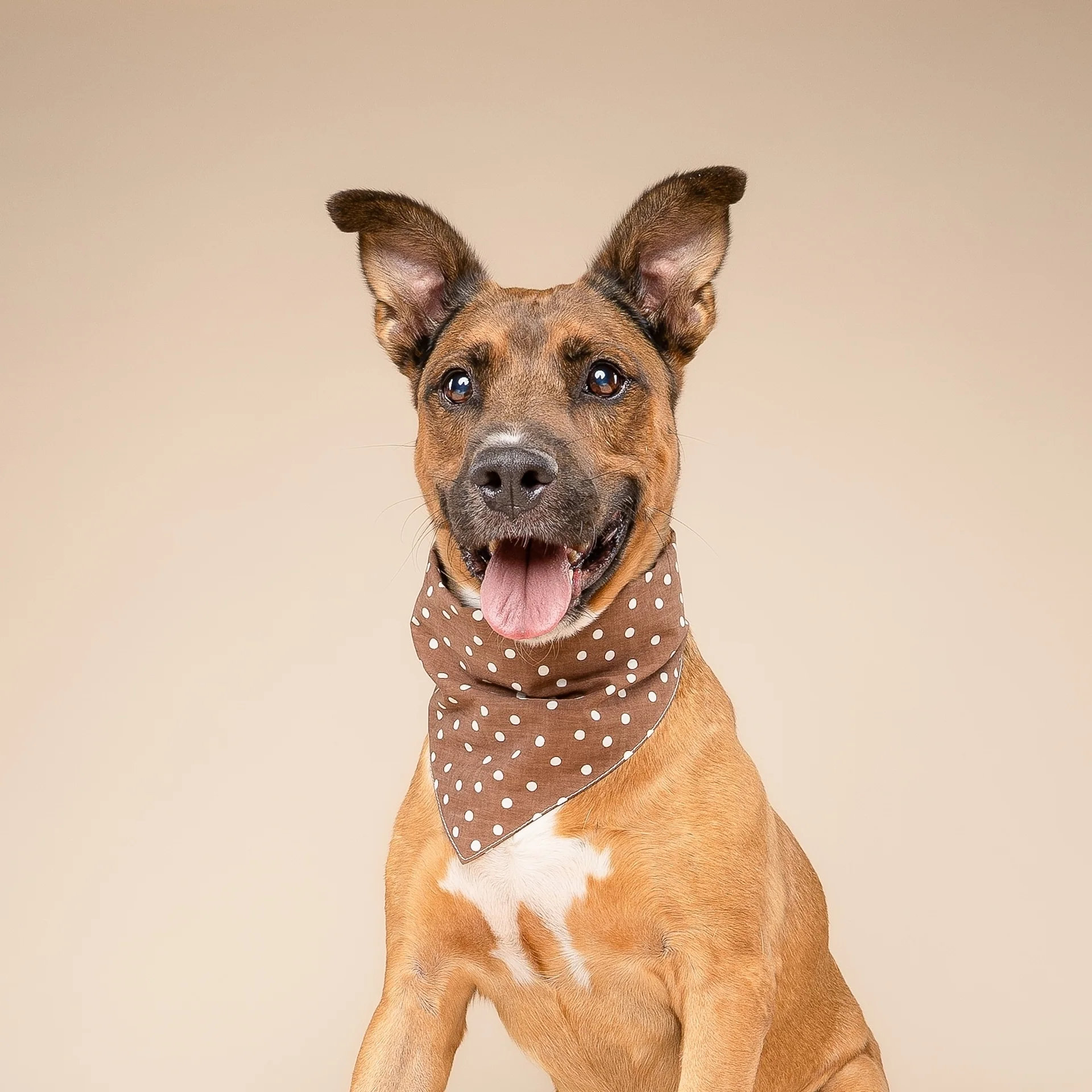 Hundehalstuch CHOCOLATE S