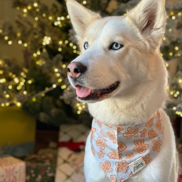 The Paws Hundehalstuch GINGERBREAD S