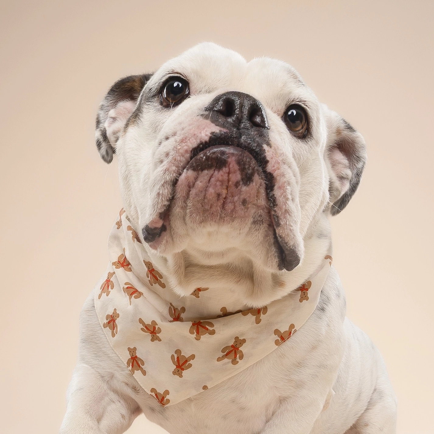 The Paws Hundehalstuch TEDDY S